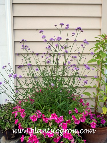 Verbena Buenos Aires  (Verbena bonariensis)
The soiller plant is a pink unknow cultivar of Super Tunia Petunia.